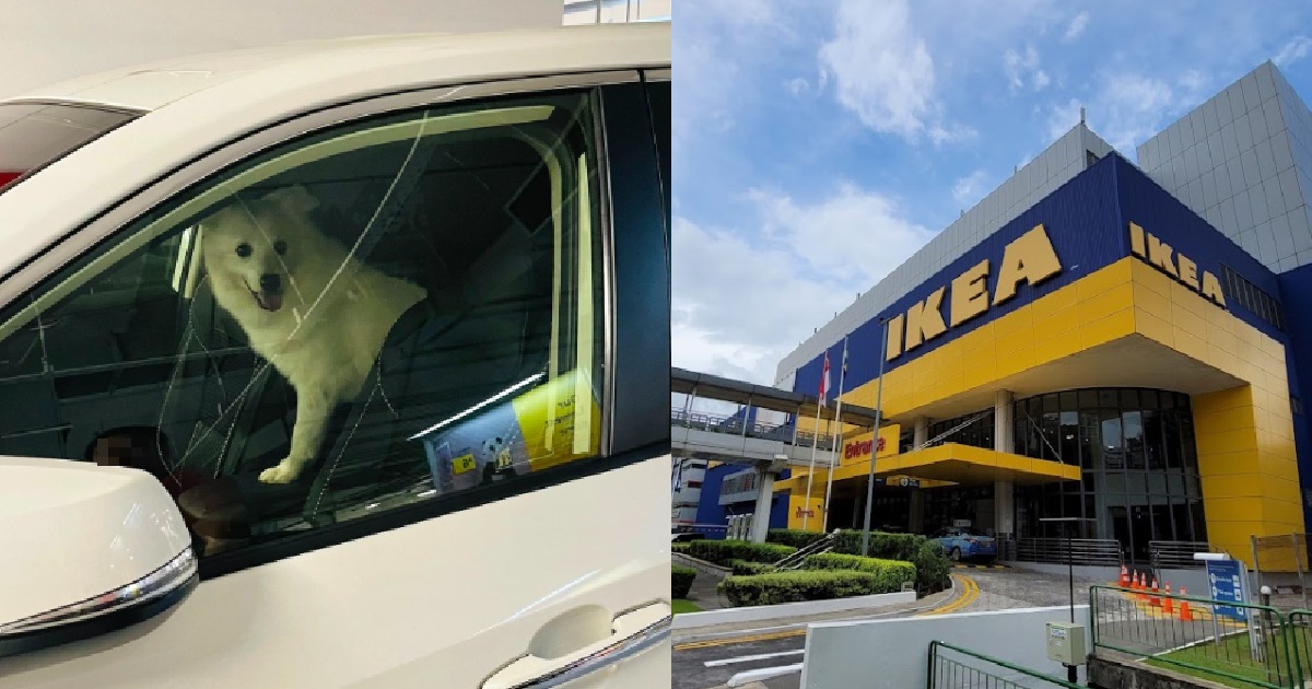 MAN LOCKED HIS DOG IN CAR FOR 30 MINS @ IKEA ALEXANDRA, TELLS PASSERBY “DON’T BE A BUSYBODY”
