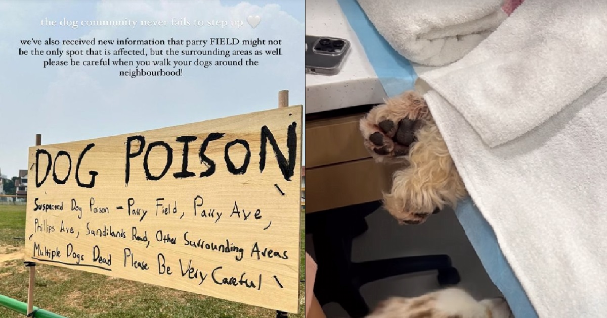 DOGS KILLED AFTER PLAYING AT ALLEGEDLY POISONED FIELD @ KOVAN, DIED FROM POISONING