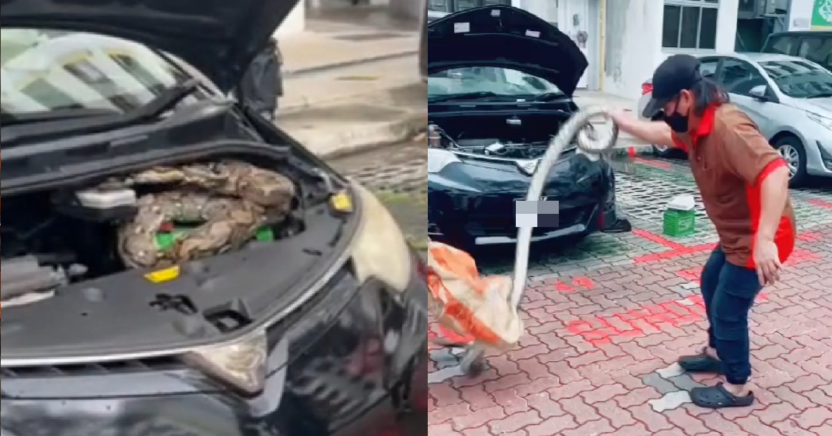 PYTHON JIAK ZUA INSIDE CAR BONNET @ MARINE TERRACE, WOMAN CATCHES IT LIKE NOTHING