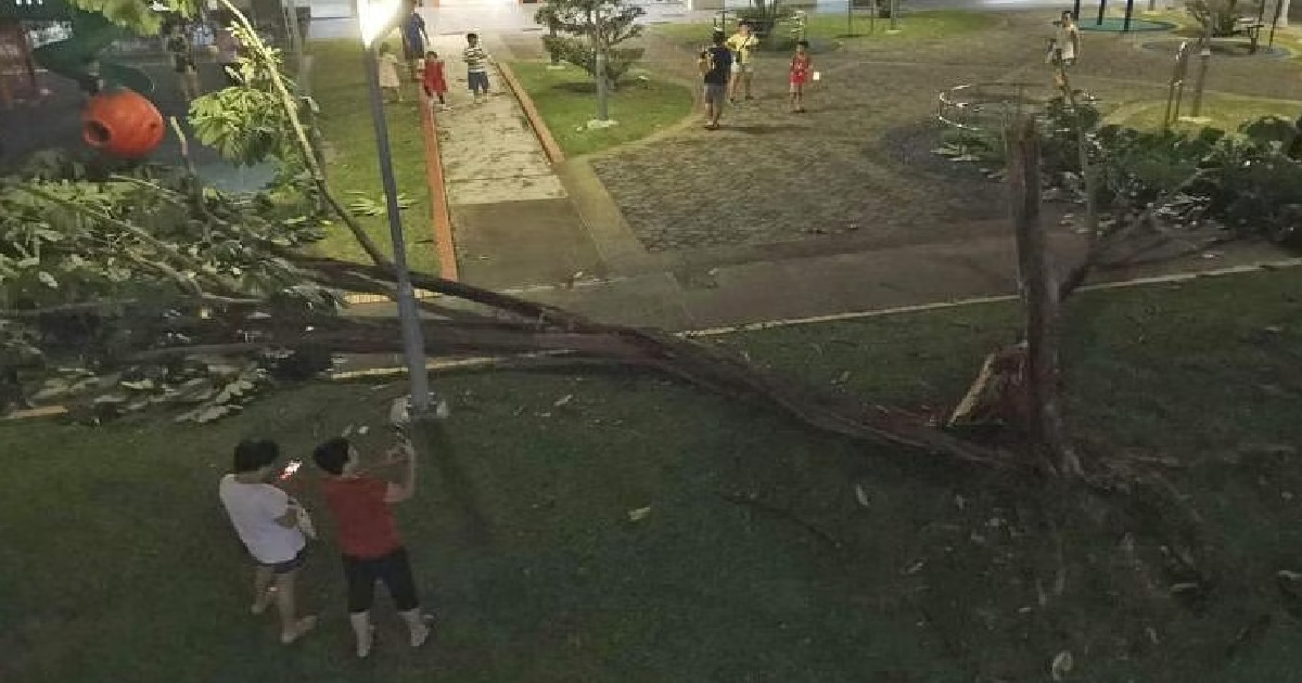 TREE INFESTED WITH TERMITES, BROKE & ALMOSTS HITS FAMILIES @ WOODLANDS PLAYGROUND