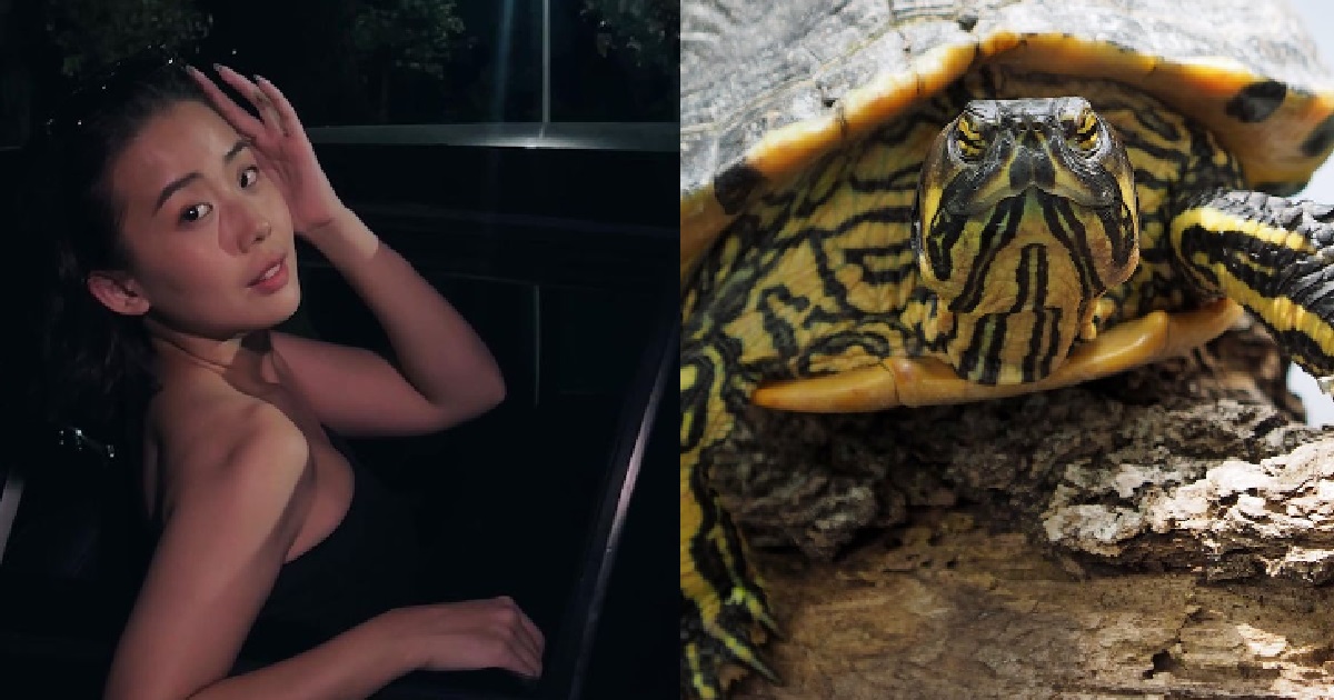 PET SHOP BOSS TOLD S’PORE ACTRESS TO LET HER PET TURTLE DIE SINCE IT ONLY COST HER $4