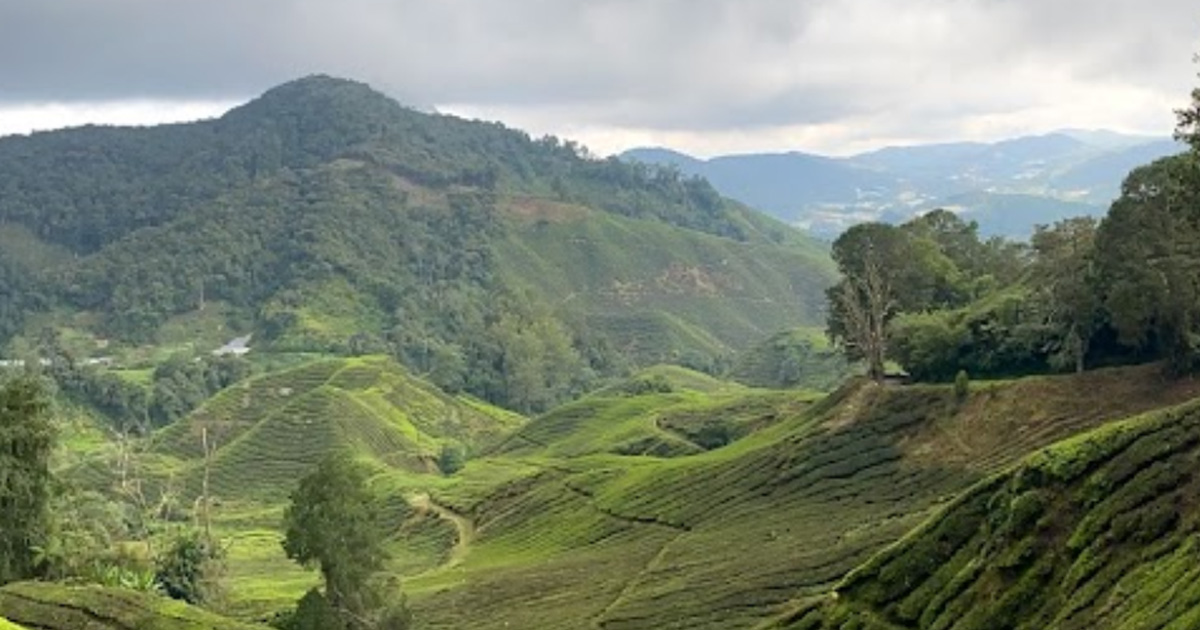 MAN REPORTS CAMERON HIGHLANDS TO AUTHORITIES AFTER HE WAS CHARGED S$24 FOR MEAL