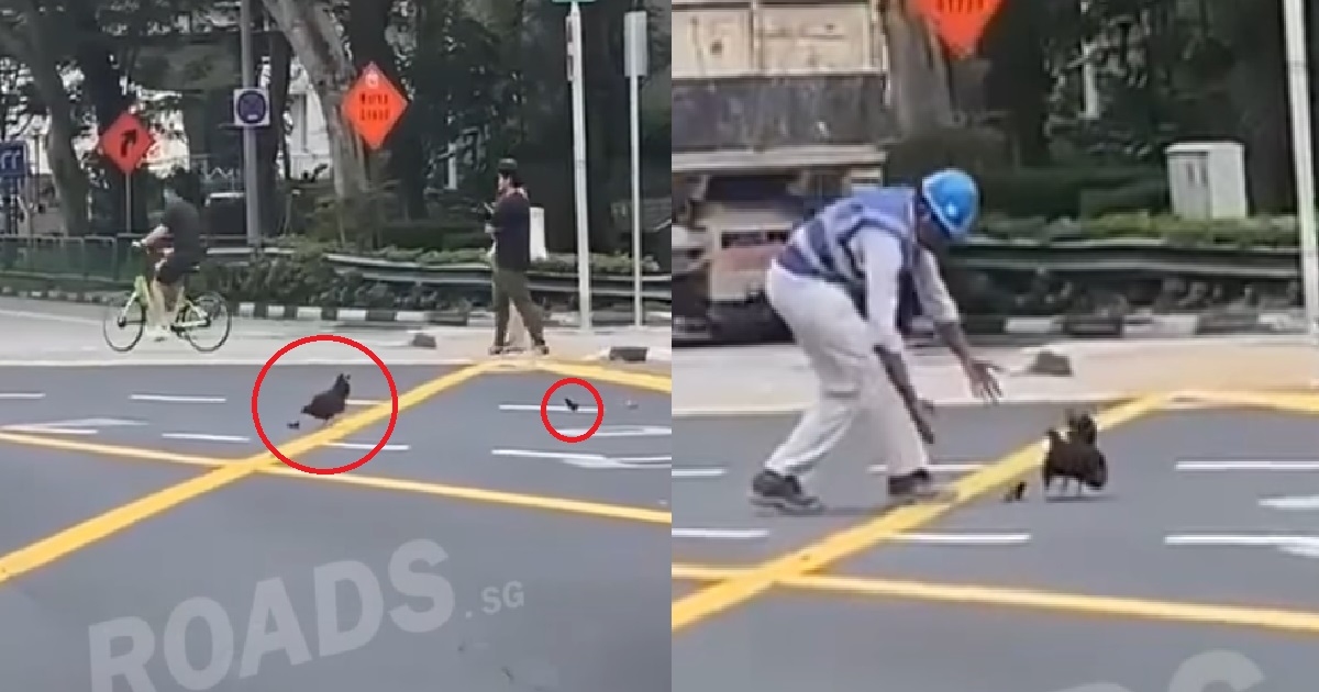 MOTHER HEN & CHICKS CROSSING BUSY ROAD @ TANJONG PAGAR, KIND WORKER HELPS ESCORT THEM