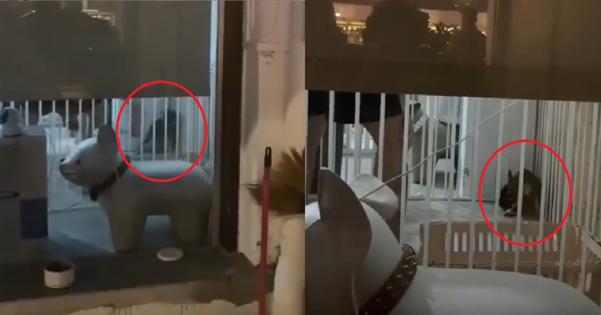 KATONG PET SHOP STAFF CAUGHT CANING SCARED LITTLE PUPPY, SHOP ISSUES PUBLIC APOLOGY