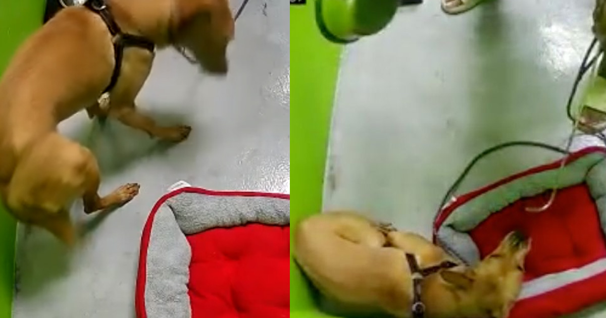39 Y.O MAN CHARGED WITH ANIMAL CRUELTY DOG WITH WITH METAL BOWL “WELCOME TO HELL”