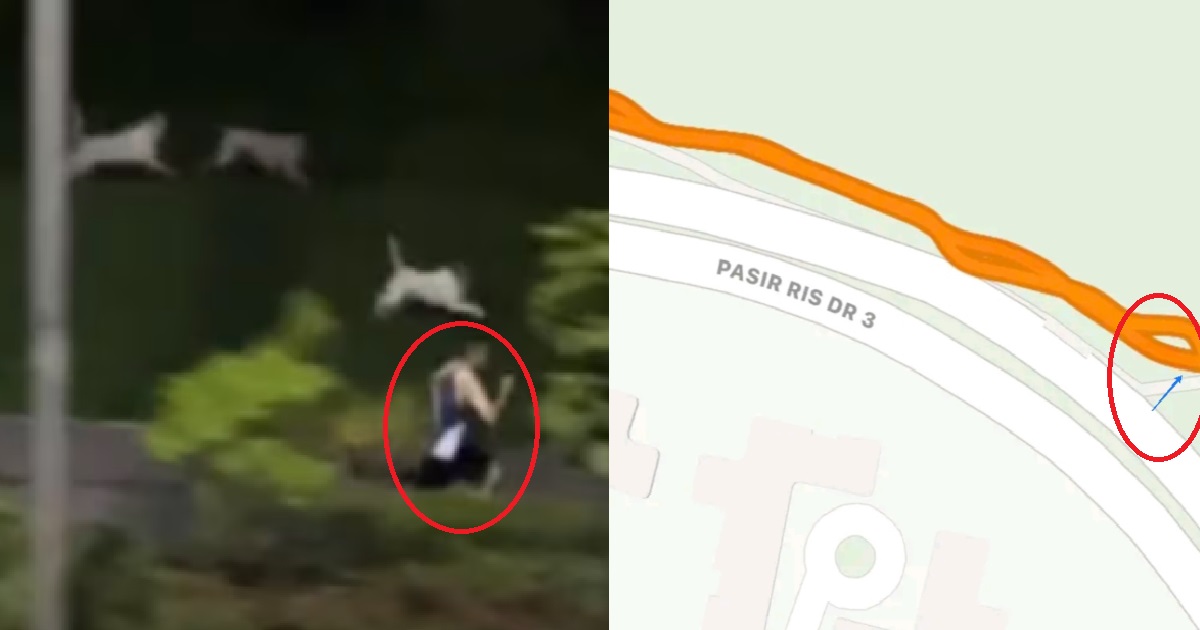 STRAY DOGS THAT CHASED POOR JOGGER @ PASIR RIS, WILL BE TRAPPED & STERILISED – AVS