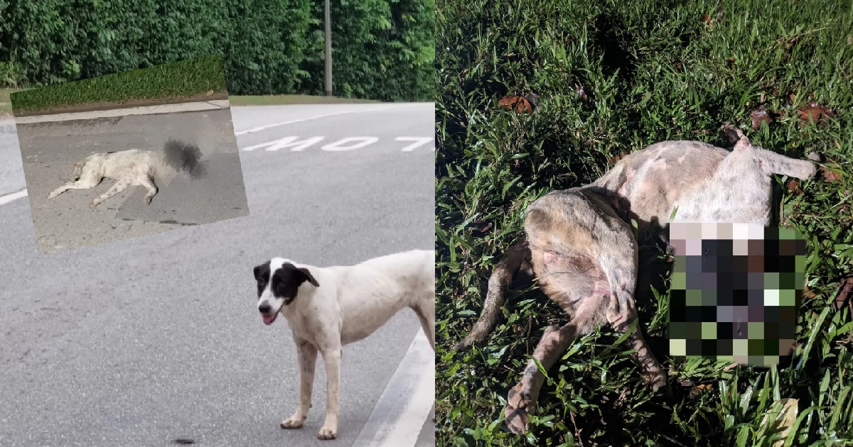 POOR DOGGO KILLED BY HIT-&-RUN DRIVER @ LIM CHU KANG, LEFT TO DIE ON THE ROAD