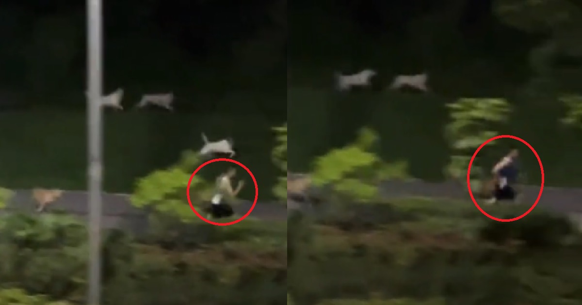 MAN WENT FOR A JOG @ PASIR RIS, END UP RUNNING FOR HIS LIFE FROM STRAY DOGS