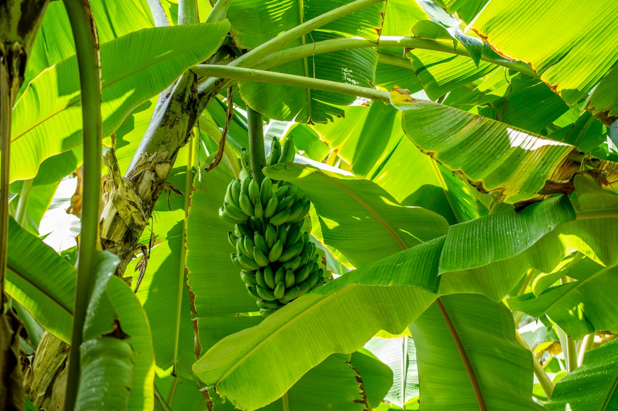 MAN DREAM OF A BANANA TREE THAT TOLD HIM TO BUY 4D BUT NEVER WIN, FLOWER POT DROPPED ON HIS HEAD
