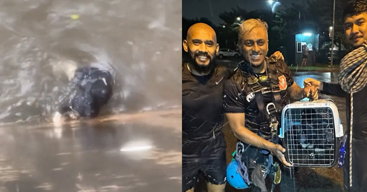 CAT STUCK FOR 3 DAYS AT BEDOK RESERVOIR, FINALLY RESCUED BY KIND MEN