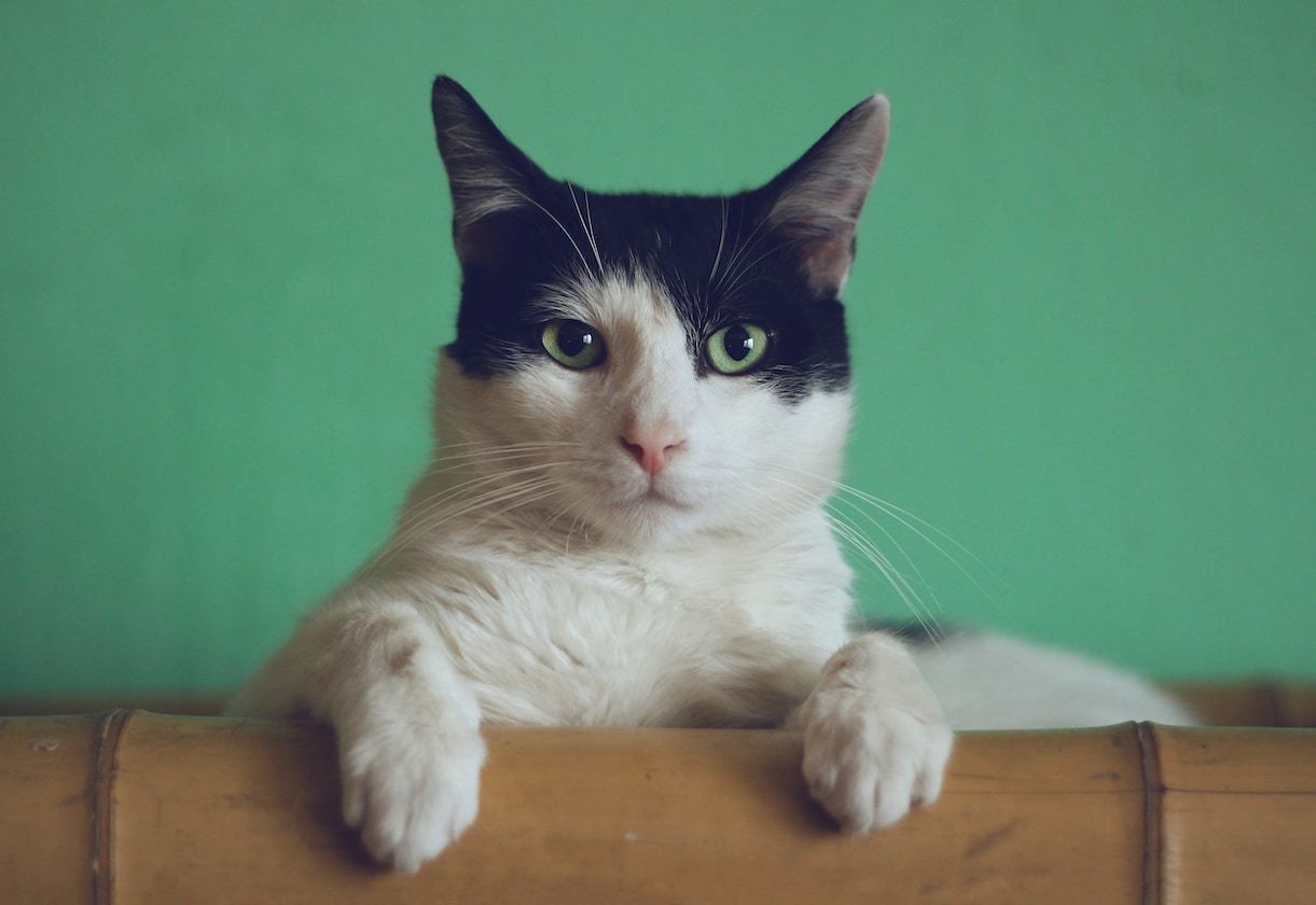 AVS PROPOSED TO ALLOW 2 CATS PER HDB AFTER 34 YEAR OLD BAN ON CAT OWNERSHIP IN HDB