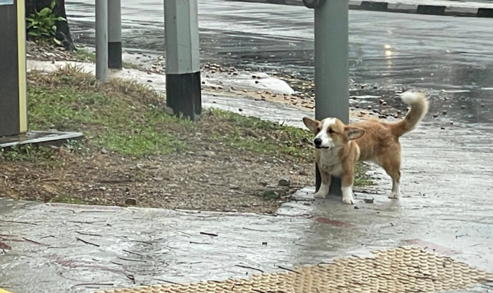 Lost Corgi Alone In The Rain Along - Image 26 696x414 