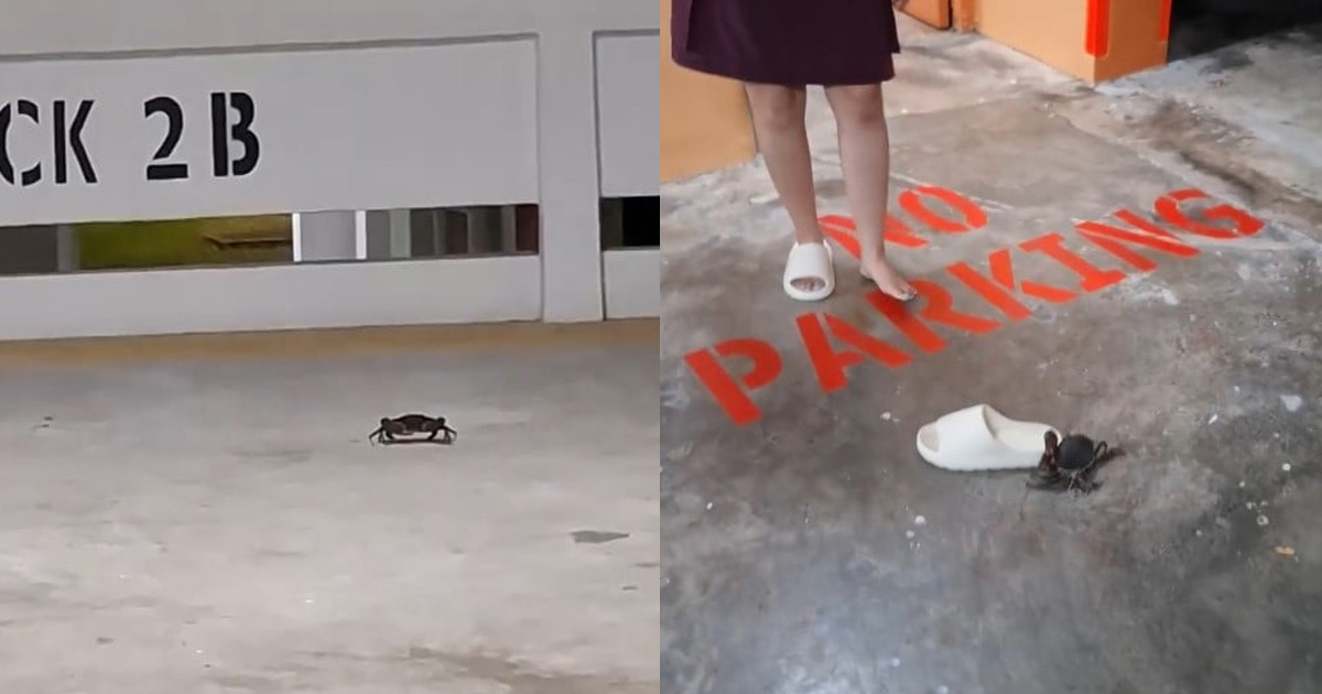 Crabs Cause Chaos in Taman Jurong Carpark After Escaping from Van