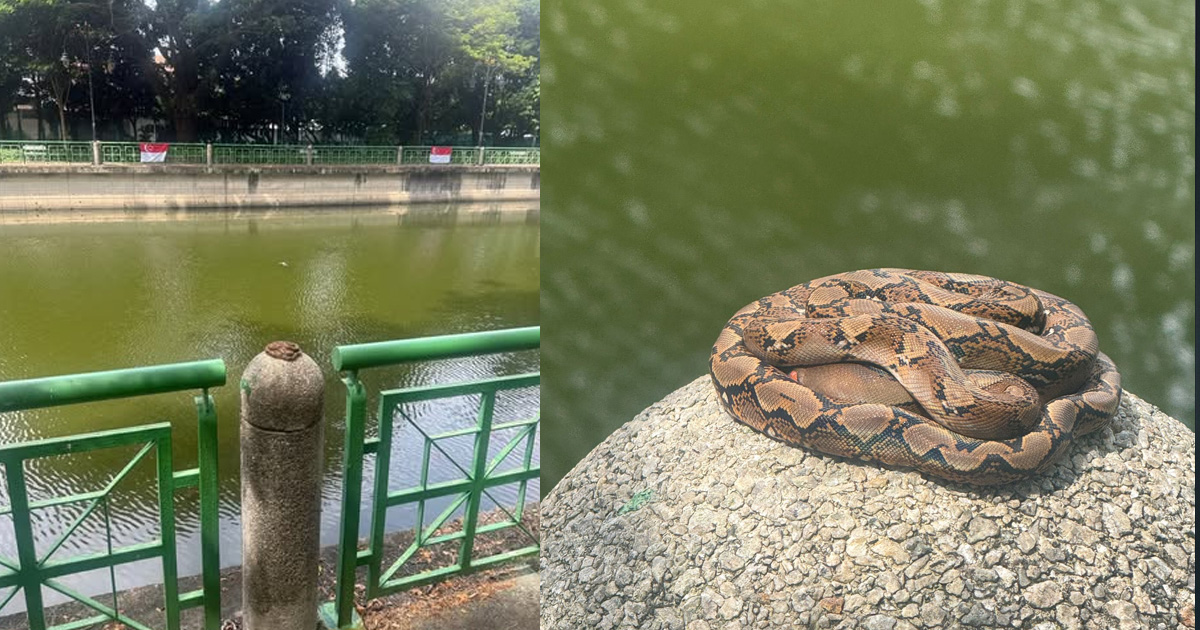 Python Spotted Basking in Singapore Heartlands Sparks Buzz Online