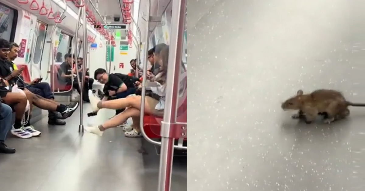 Tree Rat Train Tree Ride Train Ride Rat spotted riding MRT train in Singapore, netizens joke about βTom ...